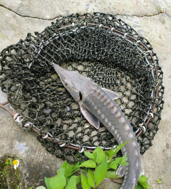 中华鲟|洪水中大量鲟鱼靠岸，各地频繁有人钓获，是中华鲟吗？