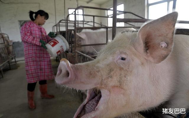 眉县■6月29日猪价:逆势大涨!猪价又迎“一片红”,7月猪价“大跌”?