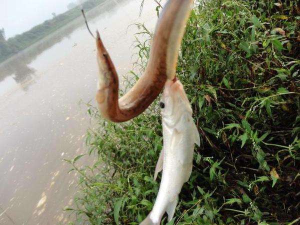 泥鳅|长得像泥鳅，背上有刺爱吃肉的鱼，过去用来喂鸭，如今60元1斤