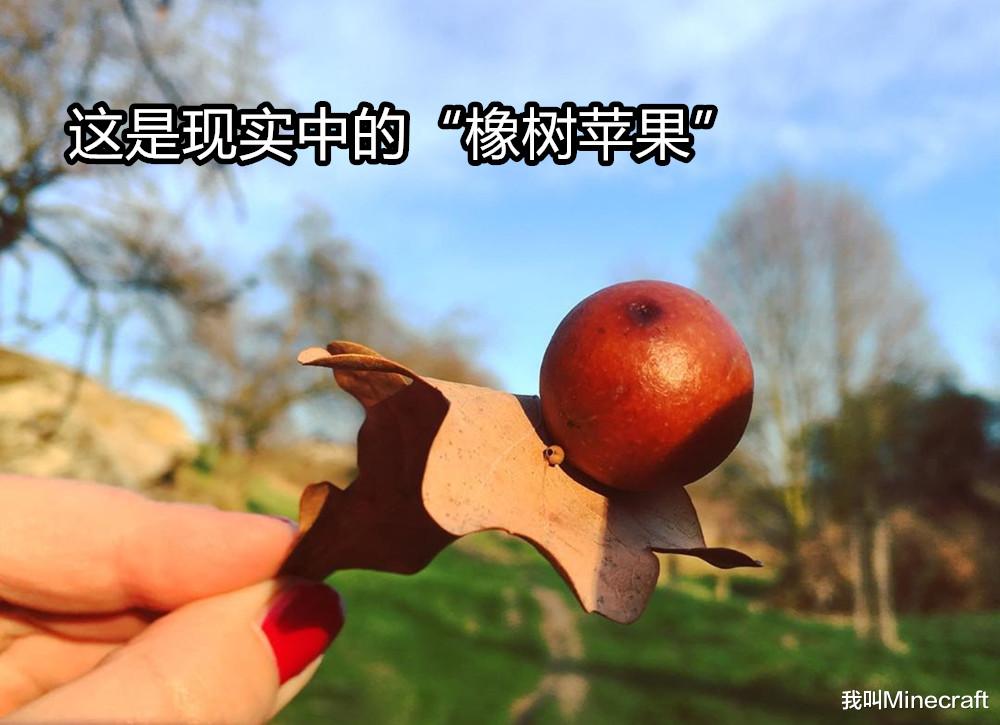 我的世界|mc版十万个为什么：《我的世界》为什么苹果会长在“橡树”上？