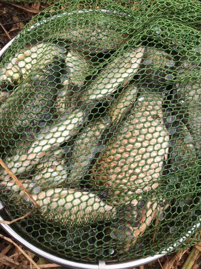 鲫鱼|今天鱼口不错，没一会，收获鲫鱼三斤