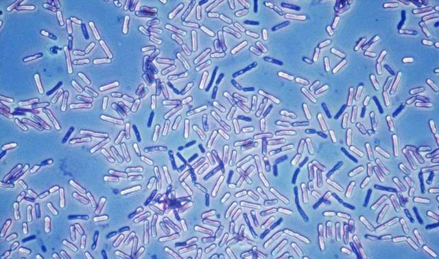 科学家|国外科学家想长生，与女模一起注射350万年前细菌，后来结果如何