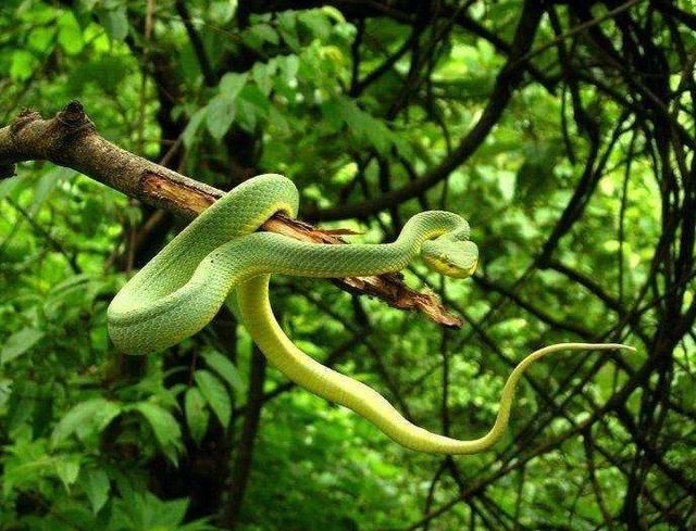 [属蛇]生肖蛇：2020最好干什么？一碰就发财！