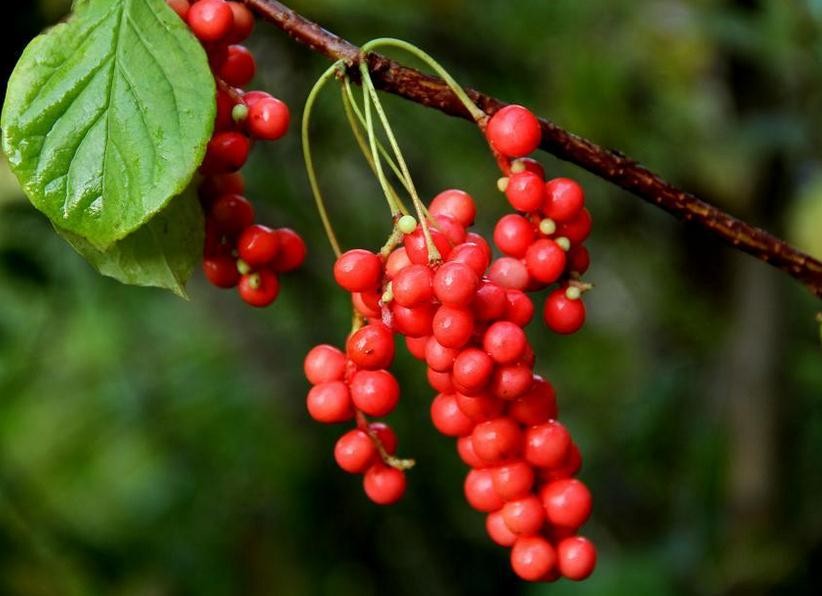 #糖尿病#肝脏的“修复剂”,家中常备,“婴儿肝”提前报道