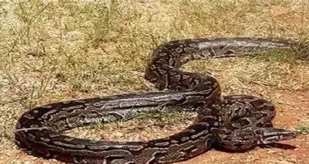 蟒蛇|世界上最大的蛇 《狂蟒之灾》里的蟒蛇都只能占第二