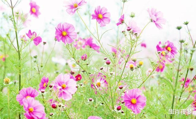 生肖■5月起,心意不变,爱意不减,3生肖从容答应复合,内心欣喜若狂