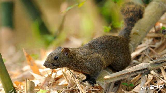 『b-2轰炸机』中国又有动物泛滥了,政府发大招:抓住就能得到相应的奖励