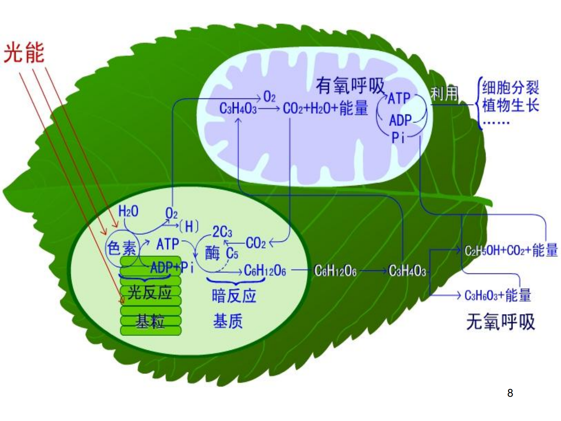 情侣|嗨！这有一份，高中生物｜所有重要图解彩色总汇，想要的拿走！