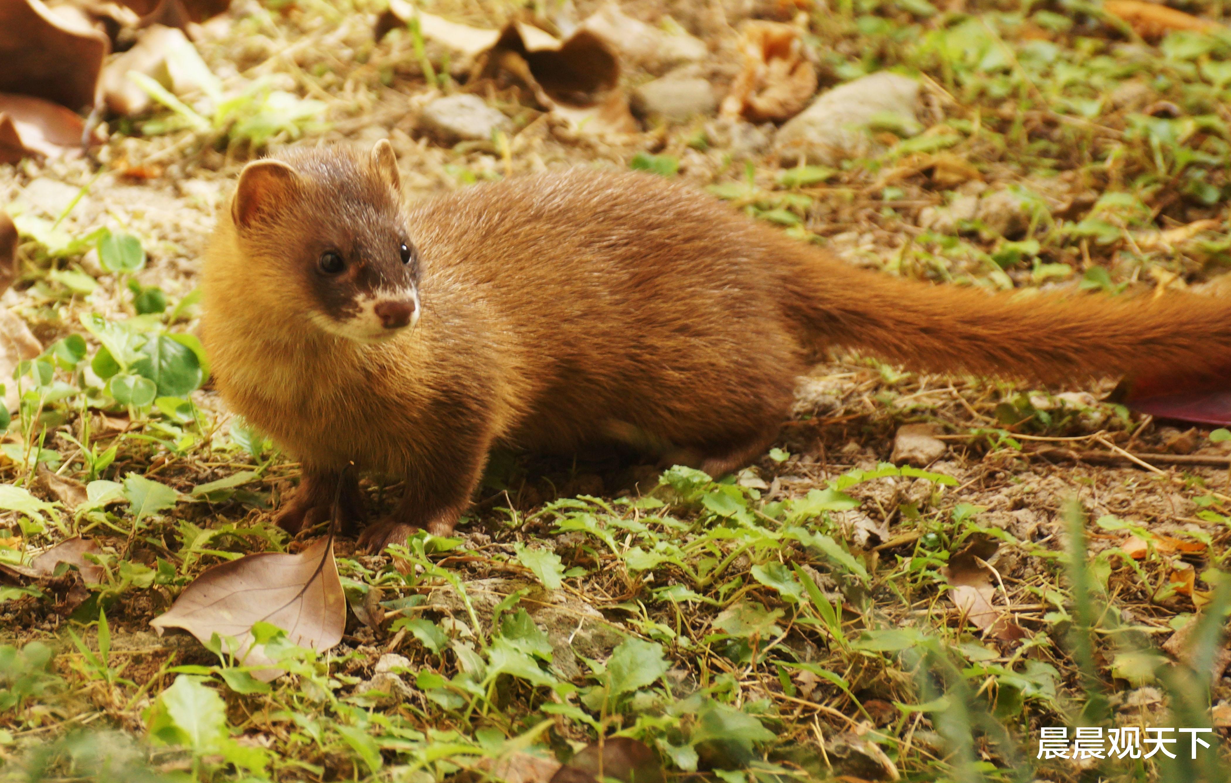 『』为什么进屋的黄鼠狼不能打死？不是封建迷信，是有科学依据的