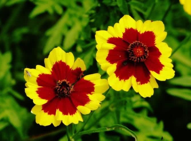 十二星座▲6月中旬开始事业一帆风顺，喜事扑面而来，日子生活美满的属相