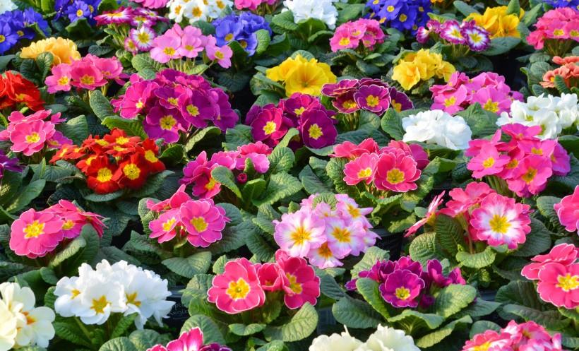 |11月,你心里的那个人,也在想你,红鸾星动,遇到真爱的4大星座