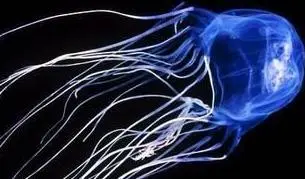 「蜘蛛」细数全世界十大剧毒的动物! 第一很艳丽, 第九却是难得的美食