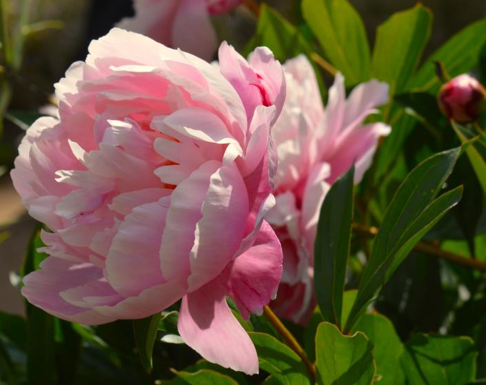 天秤座|11月初，桃花迎风来，爱情苏醒的4大星座，脱离孽缘，邂逅正缘