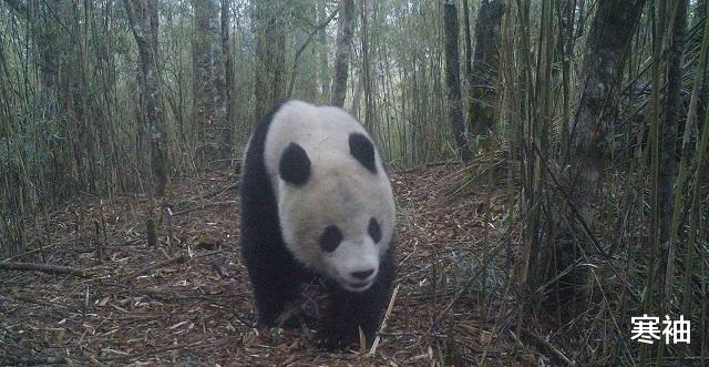 寒袖|失心疯！大凉山村民毒杀大熊猫卖4000块, 仅剩1只大熊猫何去何从？