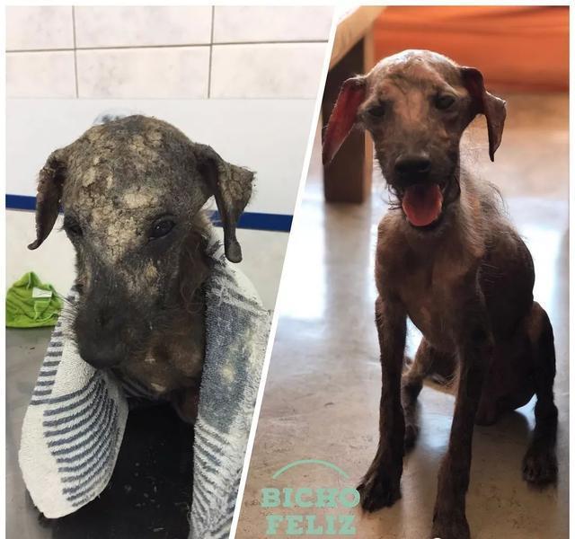 干尸狗狗绝食想结束生命……她每天跟它谈心，接着发生巨变！