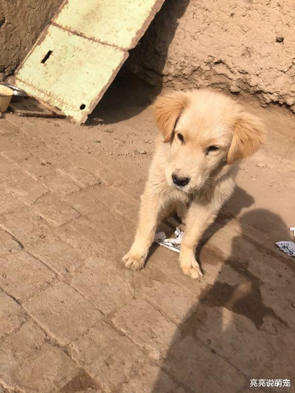 金毛身体太单薄，网友给它买肉补补，狗：要是炖熟就更好了