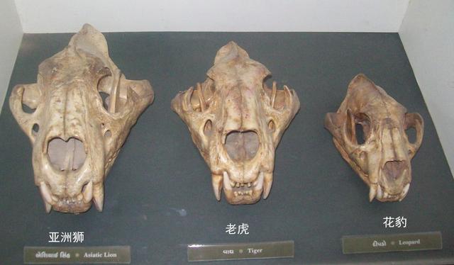 狮子|对比了老虎与狮子各项数据之后，发现狮子真的很难打赢老虎