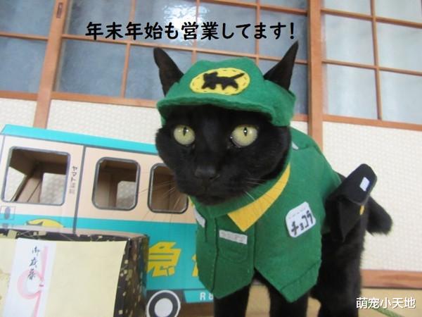 手做114套衣服巧手帮喵打扮，变装艾莎公主后眼神死：好了没