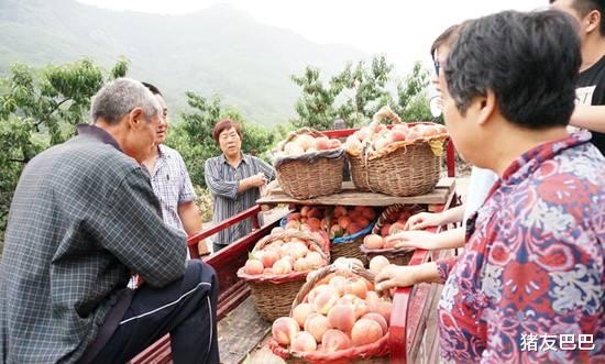 「胭脂」往年7元一斤不愁卖，如今2元批发卖不动，果农：收购商咋就不来？