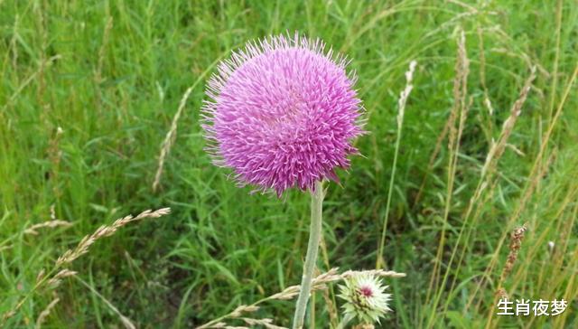 生肖▲4月底，旧情人痛改前非，回头是岸，3生肖满心欣喜，再次重燃情火