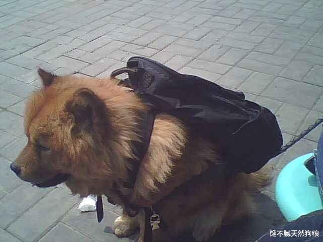 当狗狗出现这6种行为时，说明它开始讨厌你了，别傻傻不知道