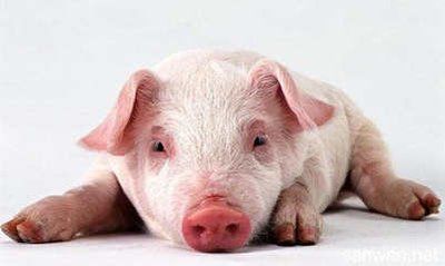 []属猪人近期“要小心”，小人即将现身，点开有所防备！