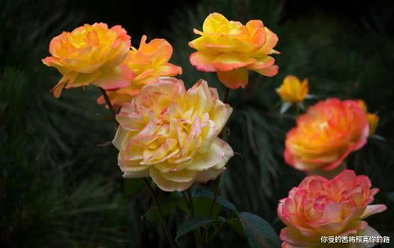 生肖@6月开始吉星庇佑，好运爆棚，喜事连连的生肖