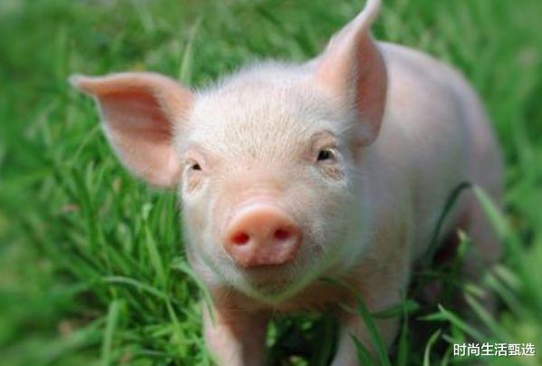 生肖|今年下半年，桃花运最旺能喜结良缘，收获爱情心满意足的4生肖