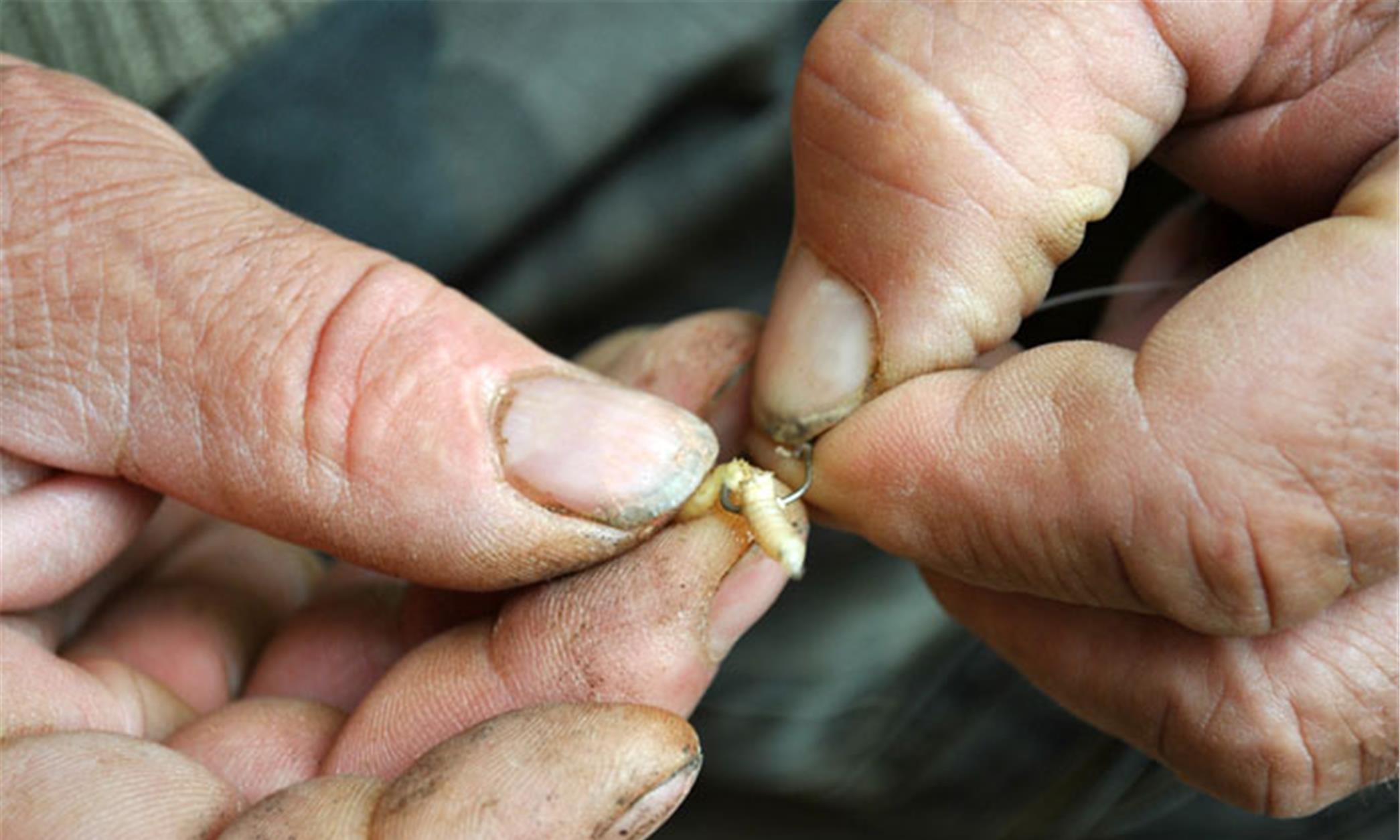 深水区|有倒刺鱼钩为何“人见人爱”？难道是为了少跑鱼？