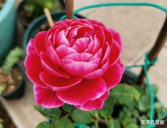 【狮子座】下个月，樱花飞舞，红线再牵，前缘归位，旧情缠绕，坠入爱河