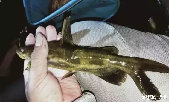 【】独特钓法引众怒，一晚收获几十条，大妈破口大骂：鱼都钓光了