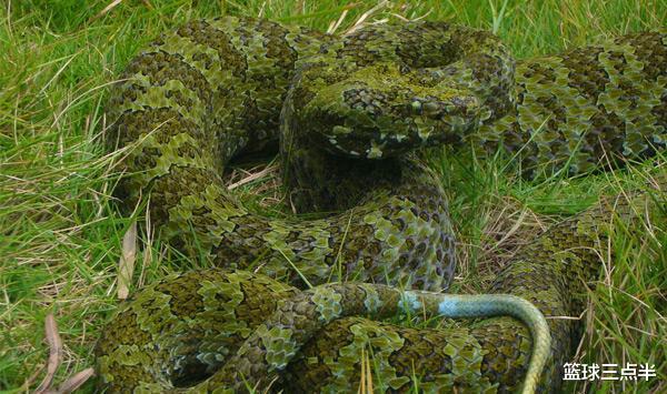 毒蛇：世上六种体型超大的毒蛇, 黑曼巴排在第四, 第一为中国独有