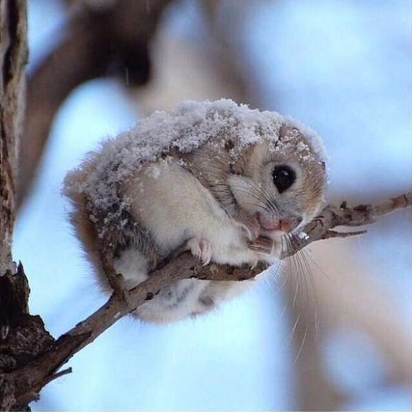 非洲:世界动物之最-高清版(2)