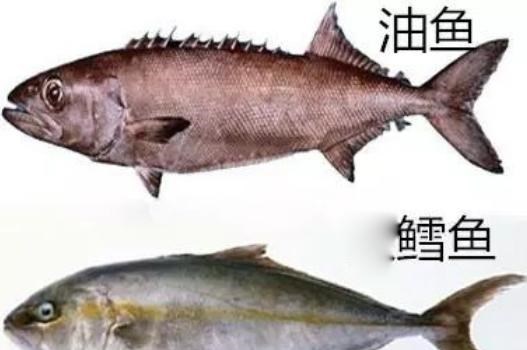 油鱼|鳕鱼到底是一种怎样的鱼？为什么我们买的鳕鱼大都没有头？