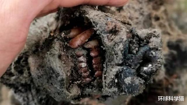 北极|15000年前灭绝的穴居熊尸体重现地球，北极新气候已在形成？