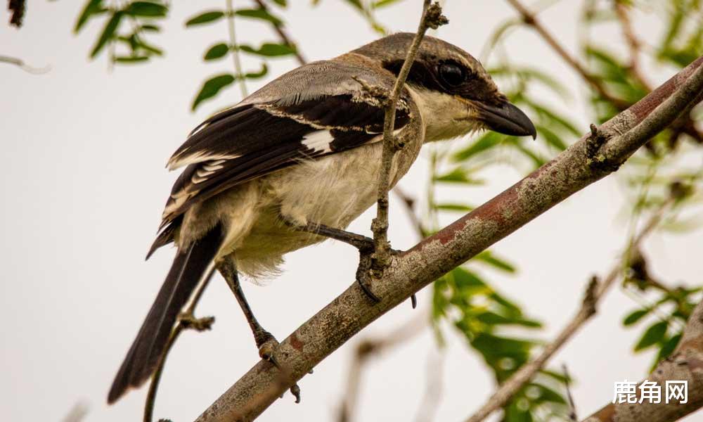 鹿角网 为什么当鸟儿站在树枝上睡觉时不会掉下来？
