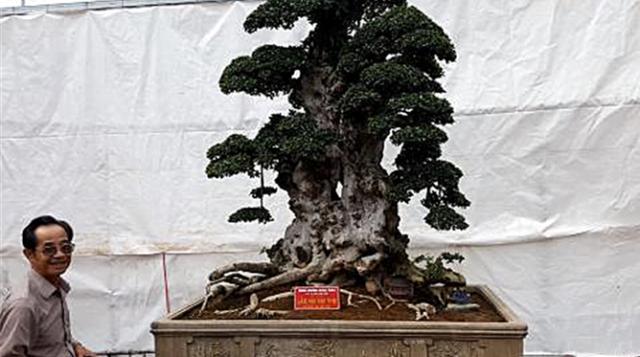 在线旅游|男子有棵数百年的古树卖了207万，此前有人曾出价177万没卖