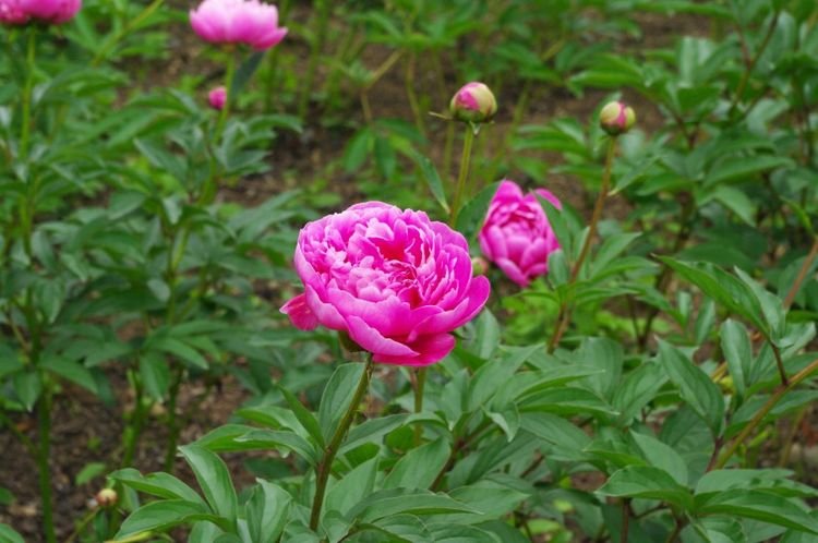 生肖|8月开始发财享富贵，工作一顺百顺，成功不怕晚的4生肖