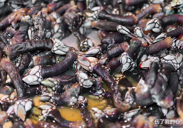 海龟|在海里欺负鲸鱼和海龟的藤壶,到底是什么东西呢?