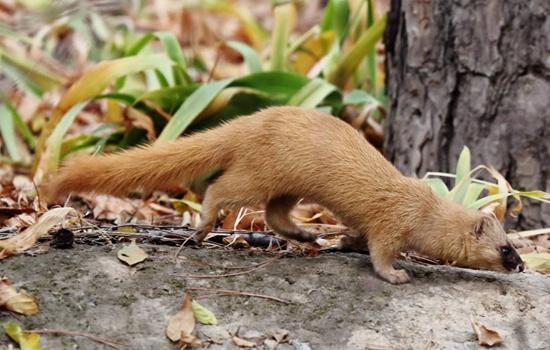 :科学探秘,为何人们不敢轻易招惹黄鼠狼?