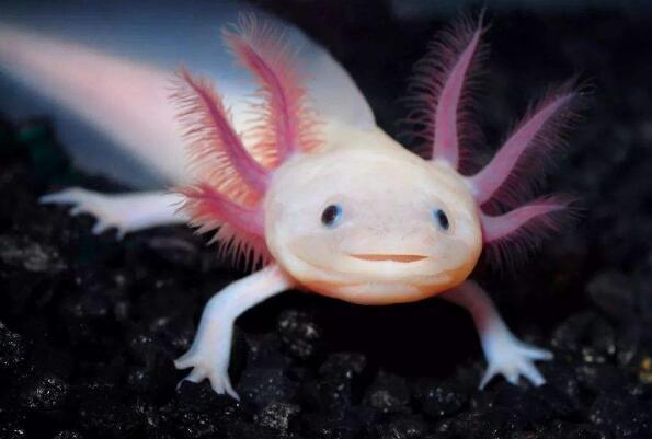 |看起来不属于地球上的4种生物，但却真实存在，网友：脑洞不够用