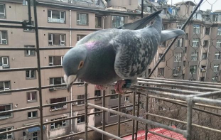 鸽子这几天不爱吃食，翻毛，是这种情况。