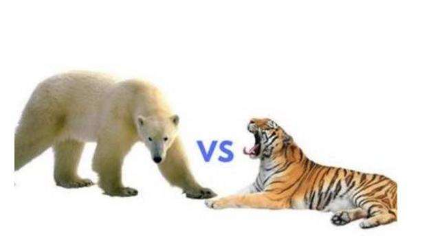 『北极熊』老王查吉尔+虎王戴尔能打过一只成年北极熊吗？