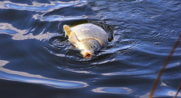 |自制一款经济实用的小麦诱饵，会用的钓鱼人不多