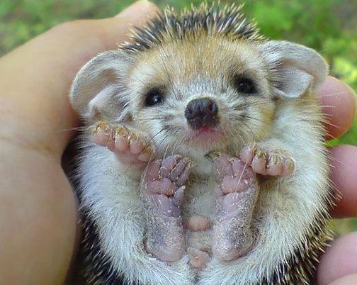 猫头鹰■刺猬遇到危险会蜷成一个球,但是面对这些动物,刺猬的尖刺没有一点作用!