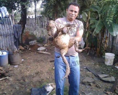 非洲巨蛙|土豪才能吃得起的顶级食材，1906年才被发现，每年仅可出口300只