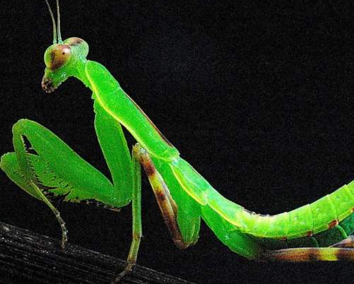 【】如果每一只螳螂的体内都有一根铁线虫的话，那么，螳螂就离灭绝不远了！