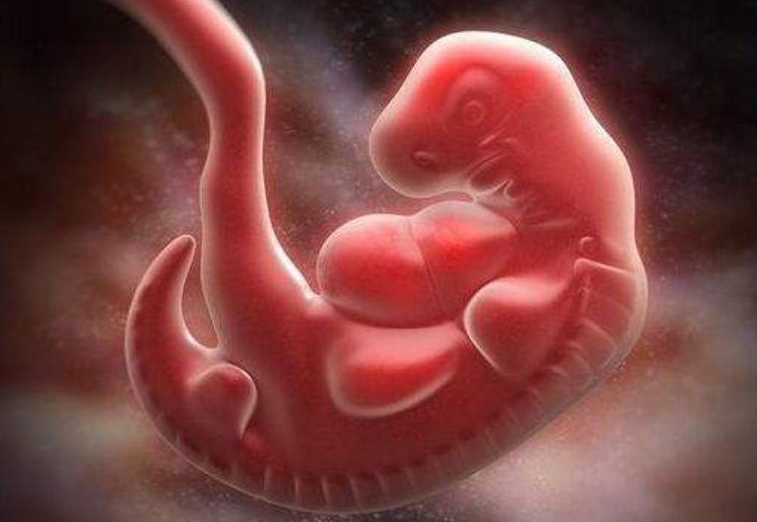 「」人类从猿猴进化至今，尾巴为何没有了？答案完全超乎预料