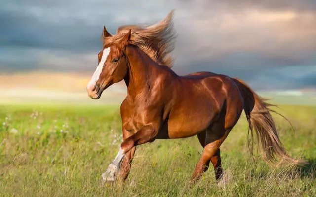 【运势】马马人,2020年3月中旬“三不碰”