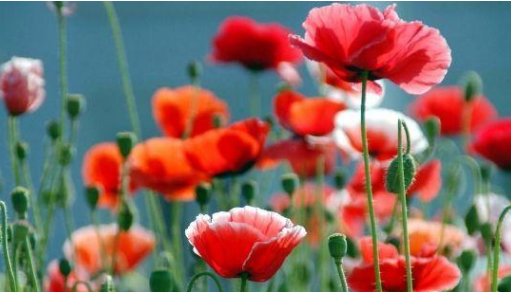 #双子座#5月初，相爱变成算计，心灰意冷，3星座眼泪打转，依然霸气离开